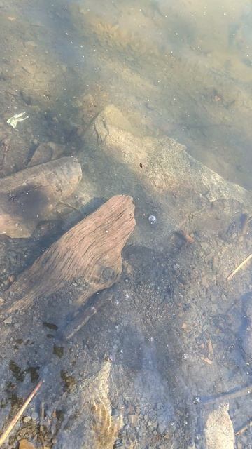 Ловлю рыбу и отпускаю #рыбалка смотреть онлайн