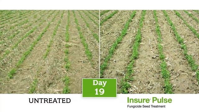 Insure Pulse Lentils Comparison Video | BASF смотреть онлайн