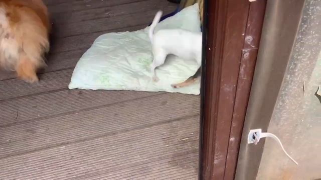 Маленькие гулены. смотреть онлайн