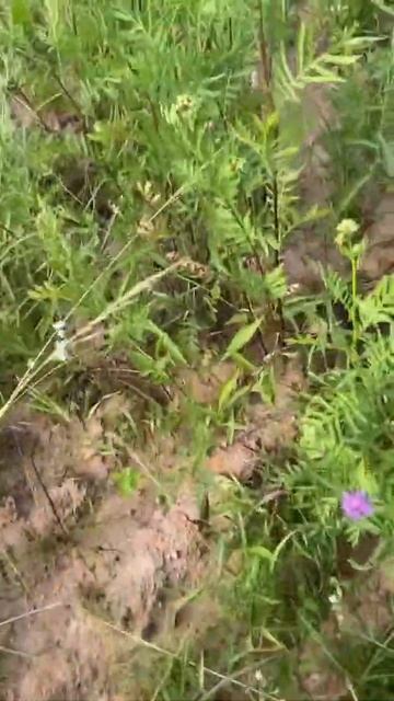 Пижма. Лекарственная.От моли первейшее средство #отмоли #полевыецветы #чтобыверилая #shots #shorts смотреть онлайн