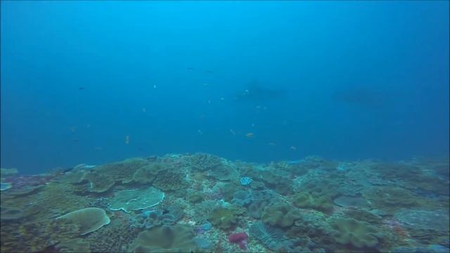 Bali: Manta Point смотреть онлайн