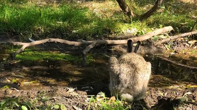 Как заяц жажду утолял. Like a hare quenching his thirst. смотреть онлайн