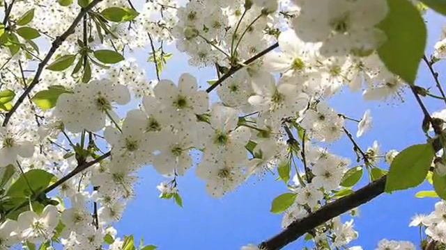 ЕЛЕНА.wmv смотреть онлайн