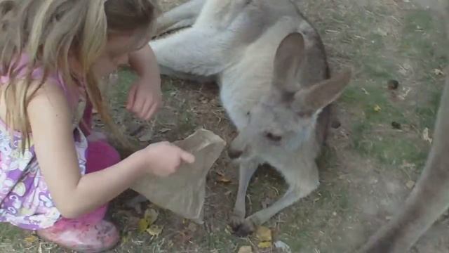 Kenguru feeding and petting смотреть онлайн