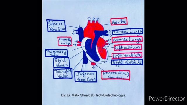 The Blood Circulation System in Humans. смотреть онлайн