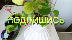 Вариегатная Пеперомия