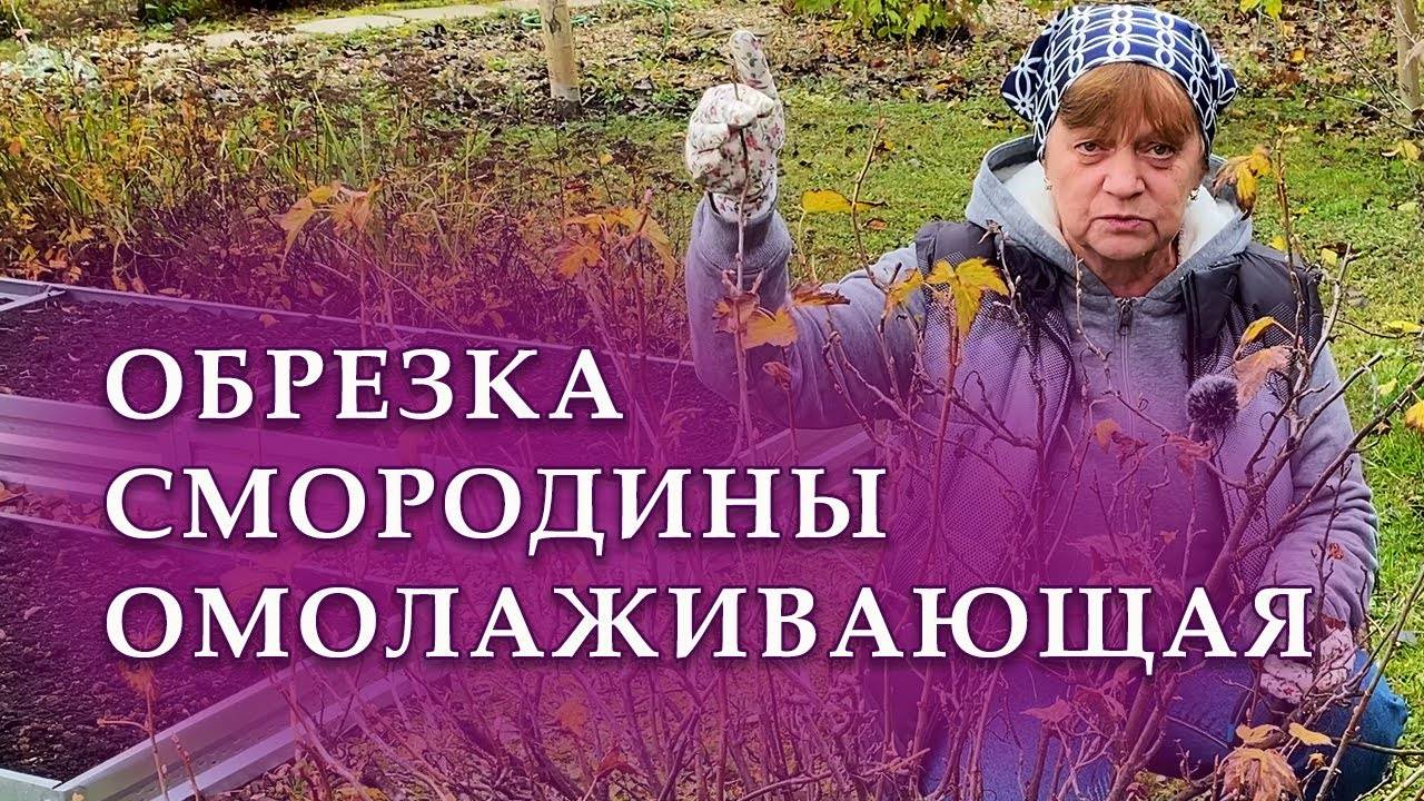 Обрезка черной смородины осенью. Омолаживающая обрезка. смотреть онлайн