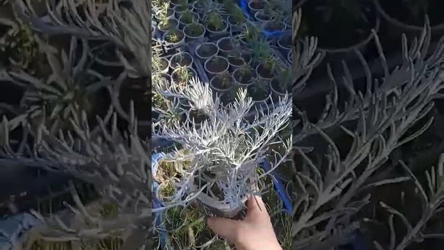 Гелихризум "HELICHRYSUM SILVIO SPREADING" не перестаю любоваться! смотреть онлайн