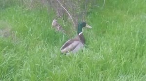 Дикие утки на охоте