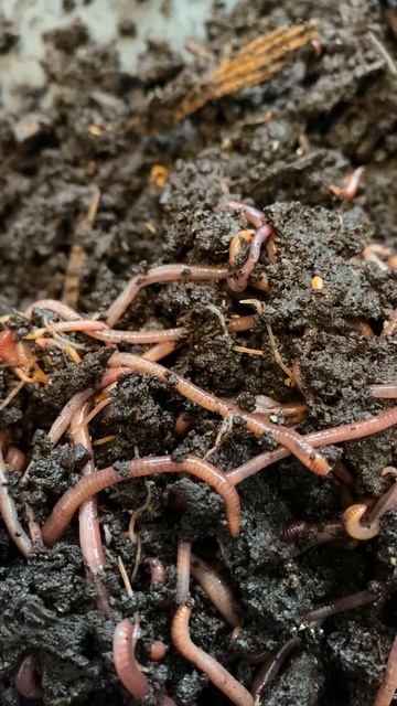 Red Wiggler Worms (Eisenia fetida) Burrowing • Lombriz Roja Californiana en su Excremento смотреть онлайн