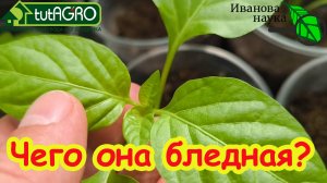 Рассада перца, томата, огурца прёт, но желтеет: пора ей помочь. Чем подкормить рассаду для силы.