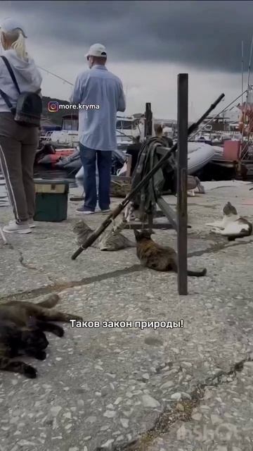 Крымская котомафия смотреть онлайн
