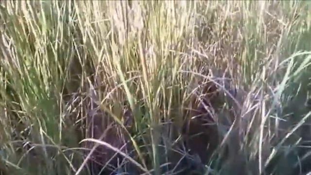 ШУМЕЛ КАМЫШ смотреть онлайн