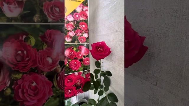 Роза из коробки. Шоне Кобленцерин. смотреть онлайн