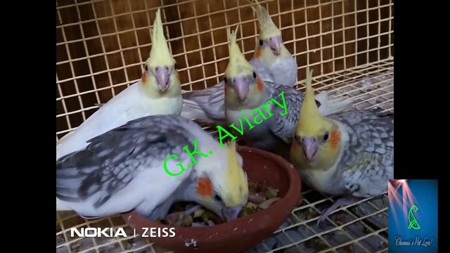 Soft Foods for Birds - What MY Birds Love to Eat !!! смотреть онлайн