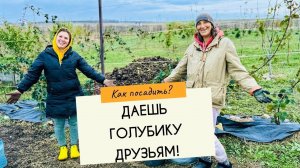 Посадка голубики в мешки и контейнеры