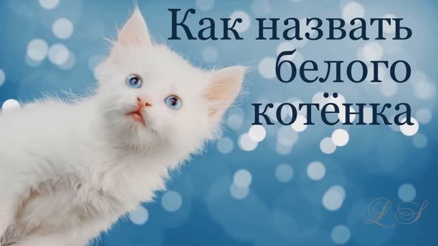 Как назвать белого питомца - обзор смотреть онлайн