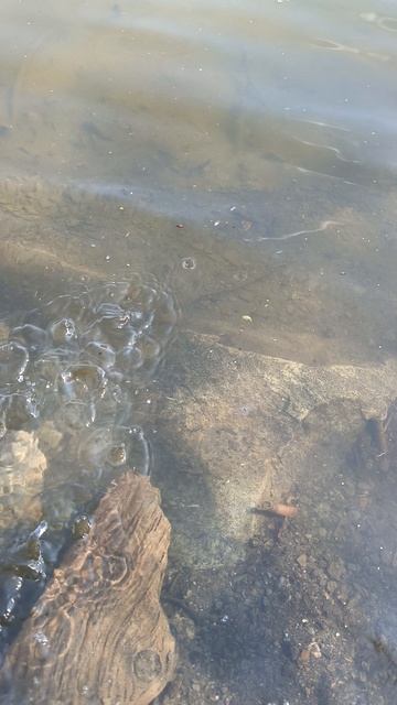 Поймал щуку и отпустил #рыбалка смотреть онлайн