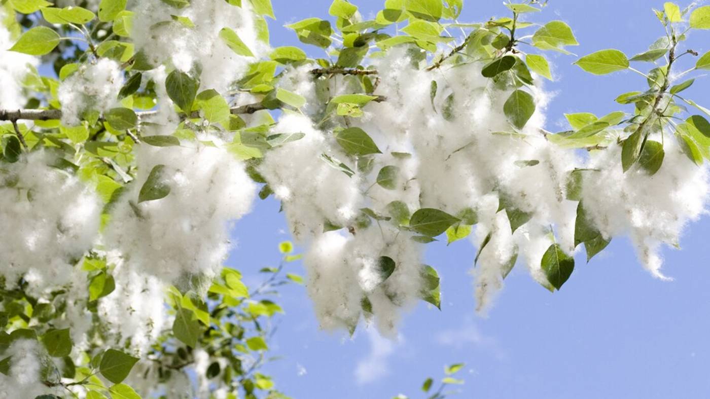 Сергей Наговицын Белый пух смотреть онлайн