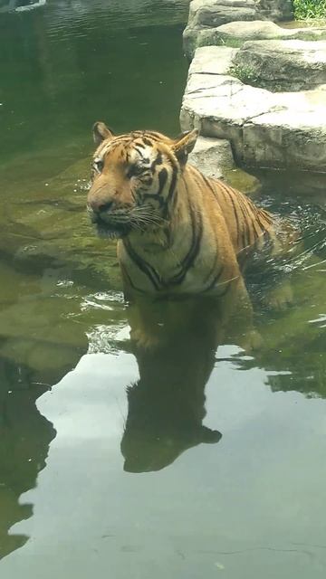 Tiger at Safari Park Shenzen, China. смотреть онлайн