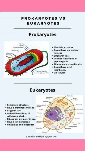 prokaryotic cell #short смотреть онлайн