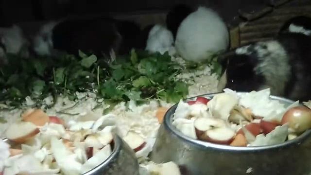 Морские свинки в Некоммерческом зоопарке "Элафион". смотреть онлайн