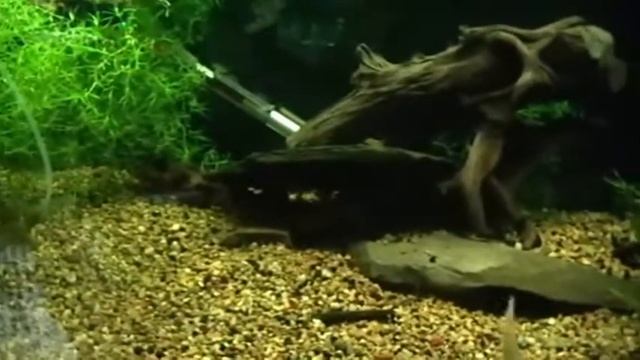Pterophyllum leopoldi eating bloodworms! смотреть онлайн