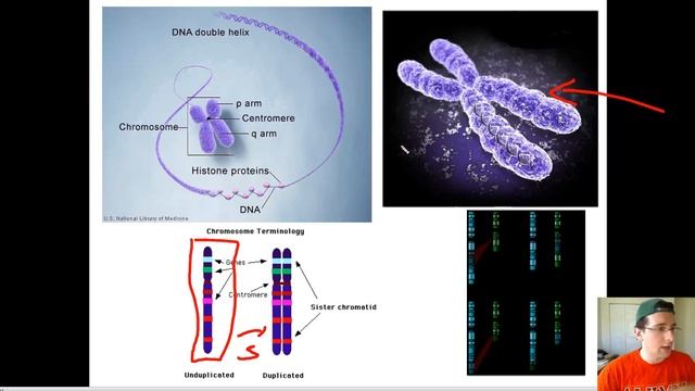 Chromosomal Structure & Human Karyotype смотреть онлайн