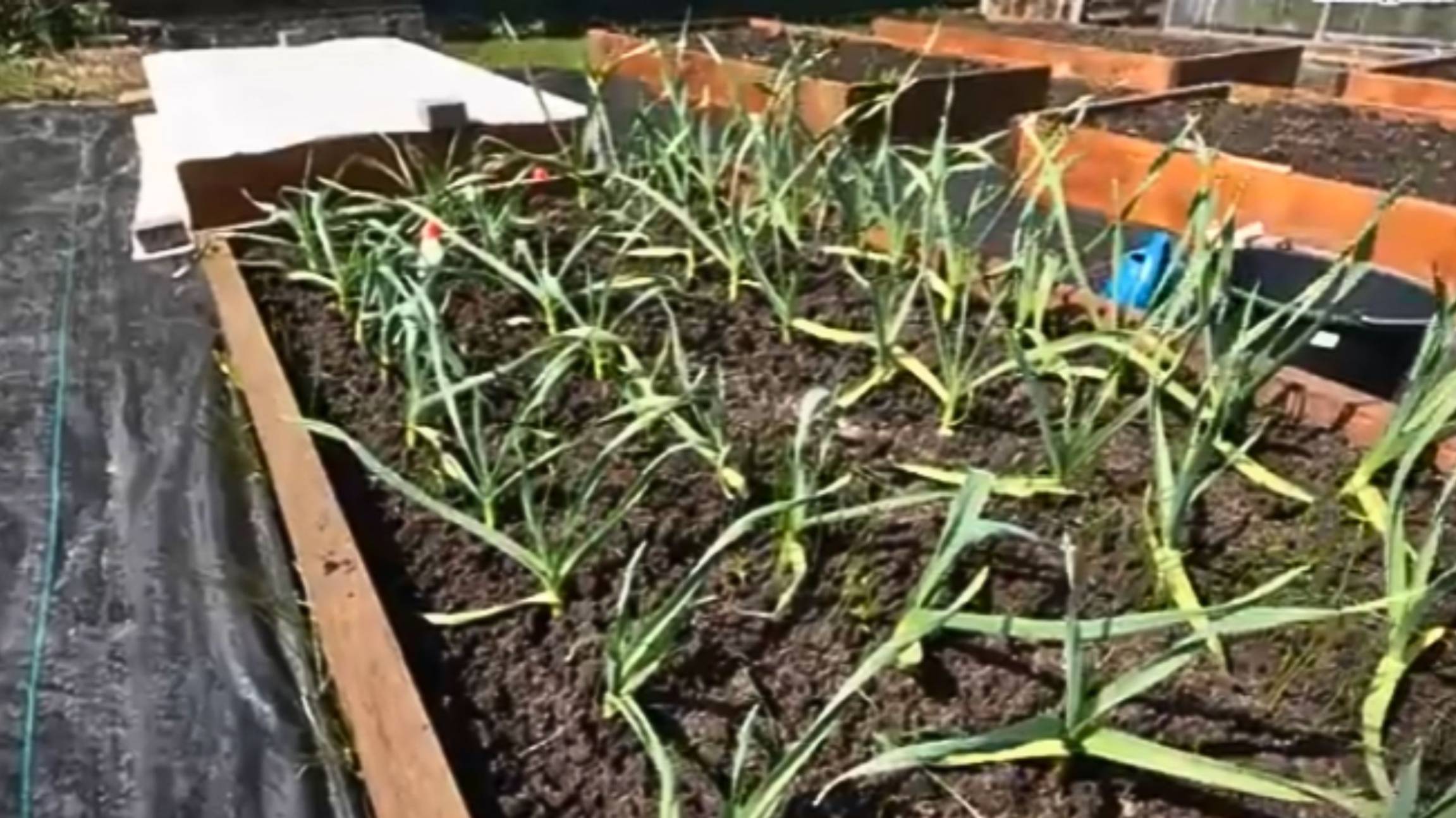 🌿 Спасаем чеснок! Почему листья желтеют и как это остановить смотреть онлайн