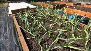 🌿 Спасаем чеснок! Почему листья желтеют и как это остановить