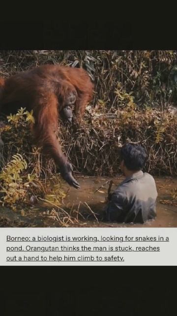 orang utan memiliki naluri yang sangat humanis смотреть онлайн
