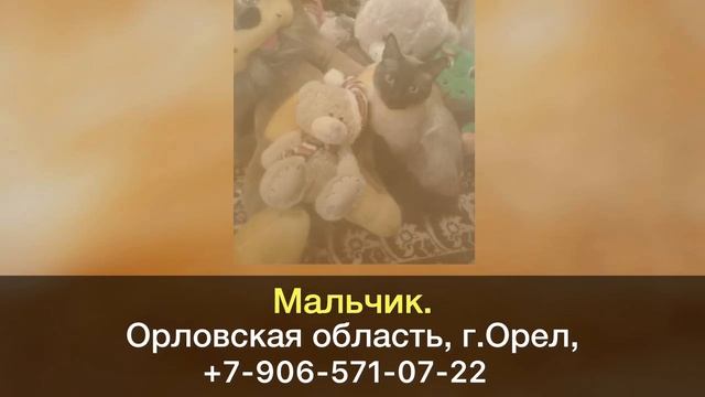 Пропал кот! Мальчик. Орловская область, г.Орел. смотреть онлайн