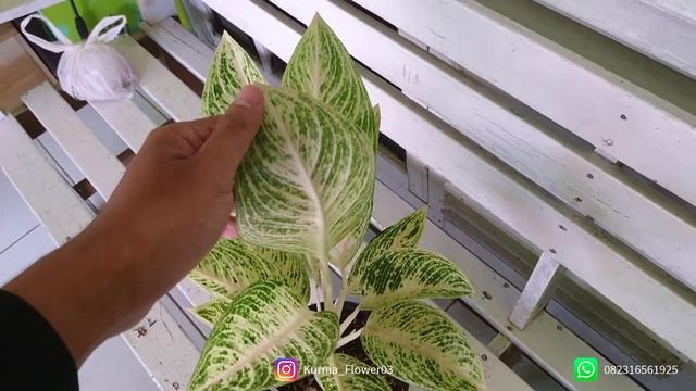 Aglonema legacy white | Riview #Aglonema Super Cantik смотреть онлайн