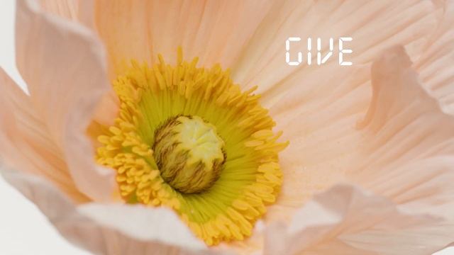 ISSEY MIYAKE PARFUMS - Nectar D'Issey Première Fleur