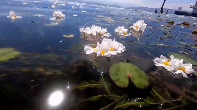洱海の水質改善で「海菜花」復活　雲南省 смотреть онлайн