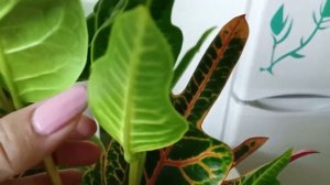 Прищипка Кротона