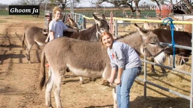 donkey milk products | amazing video смотреть онлайн