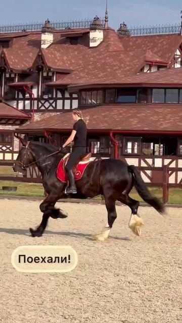 Прибавленная рысь на шайре смотреть онлайн