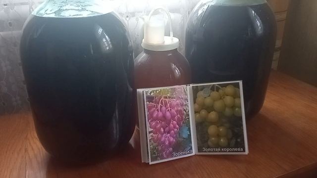 🍇Перспективные сорта винограда Зоренька и Золотая королева .🍇 смотреть онлайн