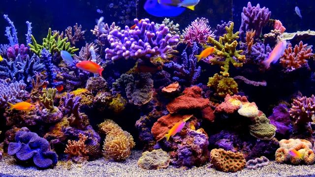 Аквариум | Рыбки | Подводный Мир | Aquarium Life - Живые Обои смотреть онлайн