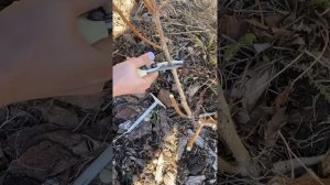 обрезка метельчатой гортензии.