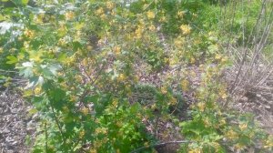 Смородина золотистая в период цветения