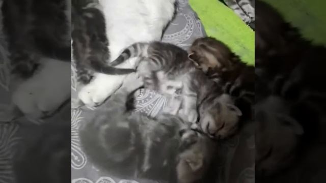 британские котята питомник Мирасинель смотреть онлайн