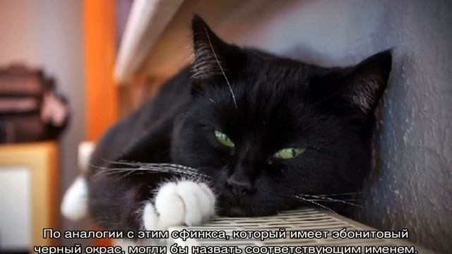 Как правильно назвать черную кошку смотреть онлайн