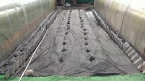 Что можно посадить между теплицами Все!