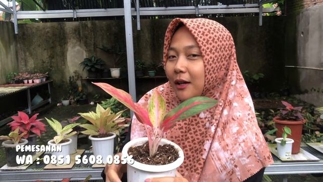 Tanaman hias aglonema terlaris cocok untuk pemula Harga aglonema turun plus bonus смотреть онлайн