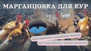 Как давать КУРАМ МАРГАНЦОВКУ? Как пропаивать их перманганатом калия?