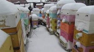 на пасеке метет снег в апреле , а как же пчелы , помощь пчелам при такой погоде , 6.04.2025