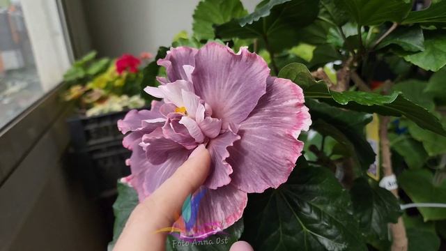 Wind Rosa Angel Magic Star #Гибискус #hibiscus #GeraGibis #герагибис #цветымосква #Москва #моицветы смотреть онлайн