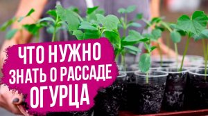 НЕ СПЕШИТЕ высаживать рассаду огурца! Три холодостойких огурца.
